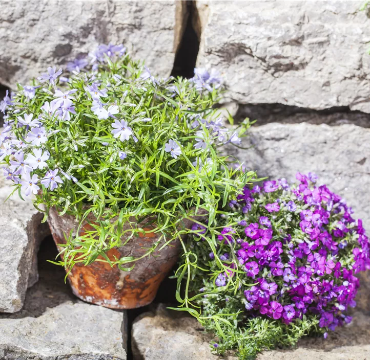 Garten-Teppich-Flammenblume