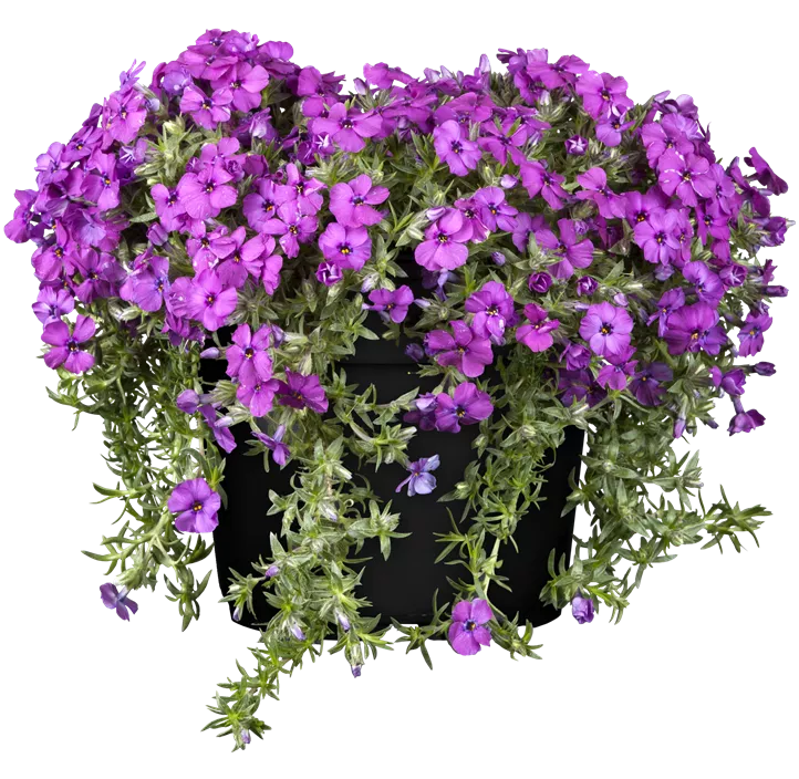 Garten-Teppich-Flammenblume 'Ronsdorfer Schöne'