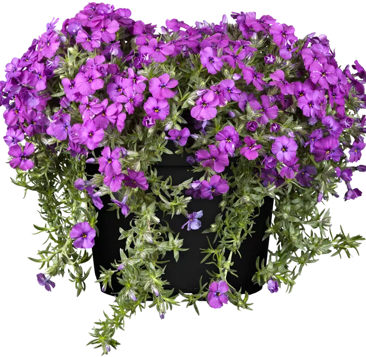 Garten-Teppich-Flammenblume