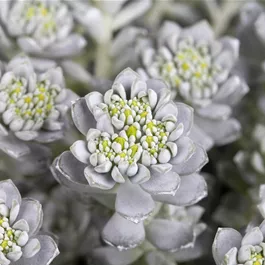 Sedum spathulifolium 'Cape Blanco', 12 cm Topf