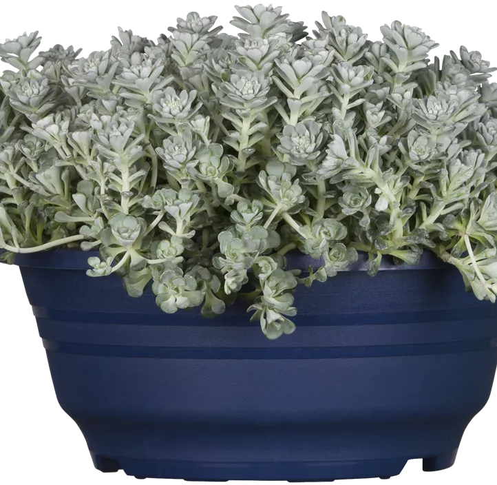 Spatelblättriges Fettblatt 'Cape Blanco'