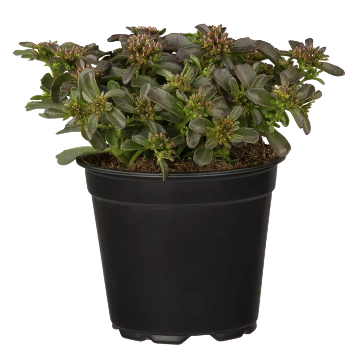 Garten-Teppich-Fettblatt 'Spot On™ Deep Rose'