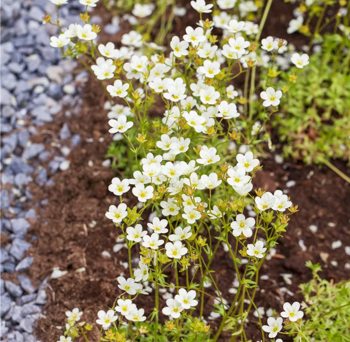 Garten-Moos-Steinbrech Garten-Moos-Steinbrech