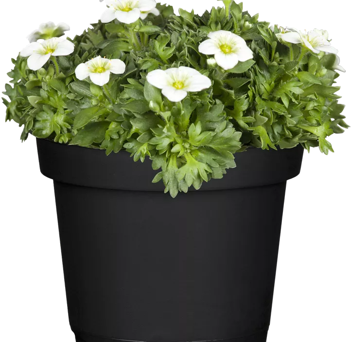 Garten-Moos-Steinbrech Garten-Moos-Steinbrech