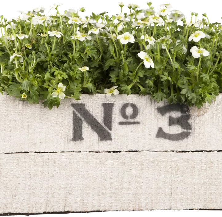 Garten-Moos-Steinbrech Garten-Moos-Steinbrech