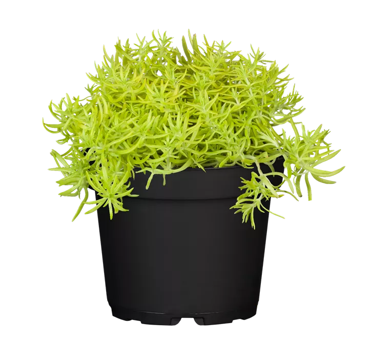 Fetthenne 'Yellow Bouquet'