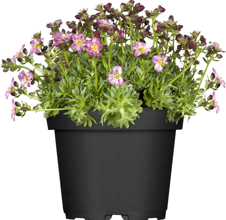 Garten-Moos-Steinbrech Garten-Moos-Steinbrech