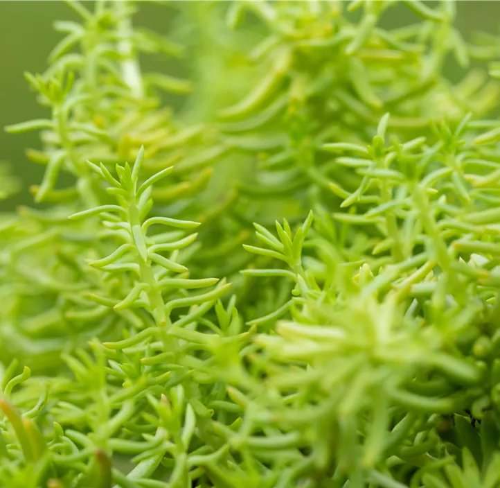 Fetthenne 'Yellow Bouquet'