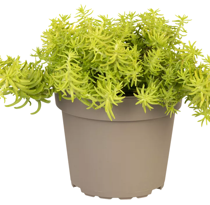 Fetthenne 'Yellow Bouquet'