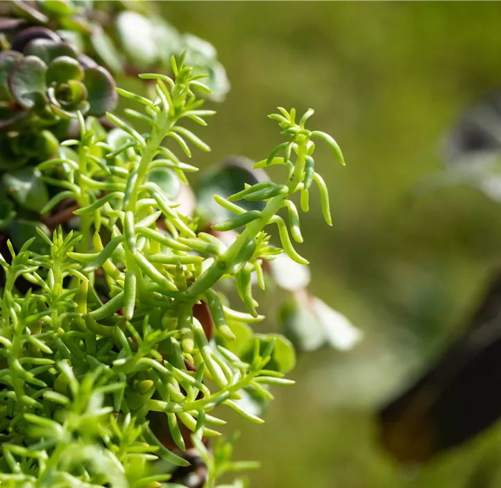 Fetthenne 'Yellow Bouquet'