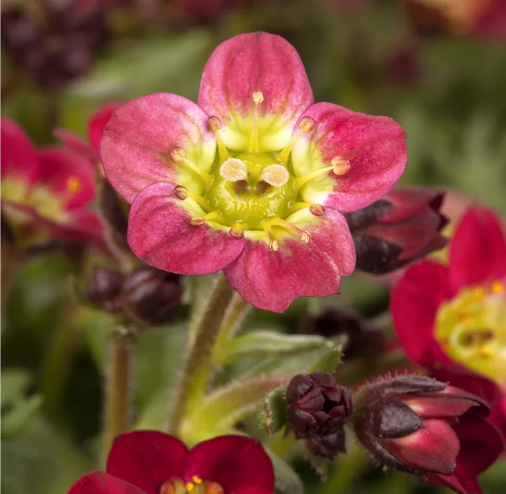 Garten-Moos-Steinbrech Garten-Moos-Steinbrech