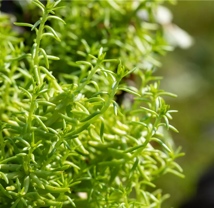 Fetthenne 'Yellow Bouquet'