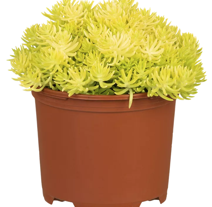 Fetthenne 'Yellow Bouquet'