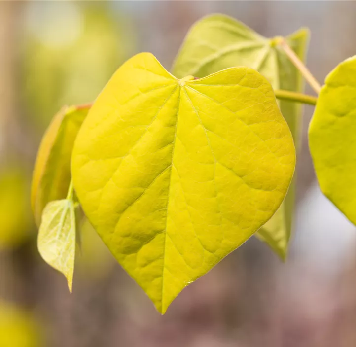 Judasbaum 'Golden Falls' Judasbaum 'Golden Falls'