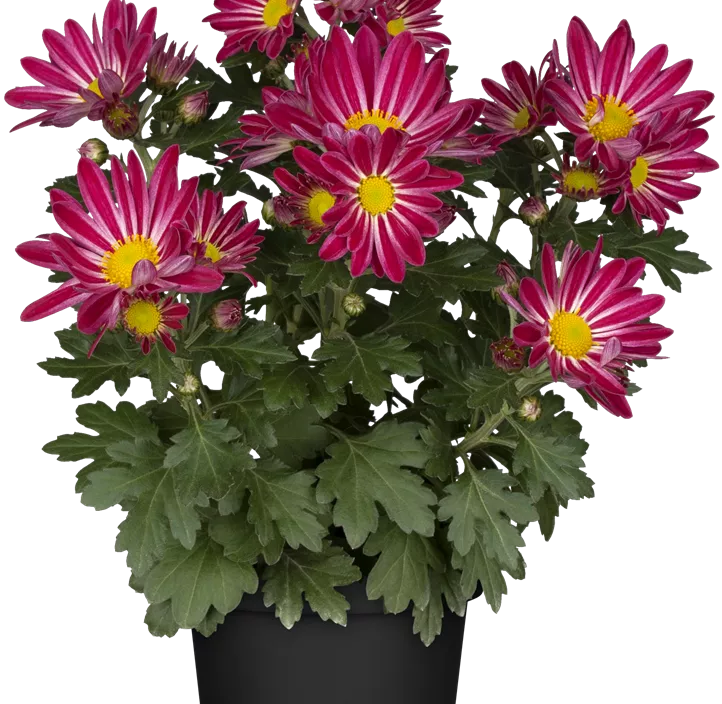 Chrysantheme Chrysantheme