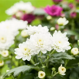 Chrysanthemum multiflora