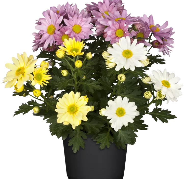 Herbst-Chrysantheme Herbst-Chrysantheme