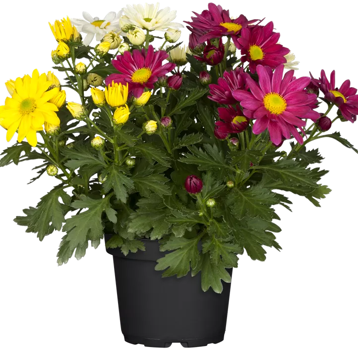 Herbst-Chrysantheme Herbst-Chrysantheme