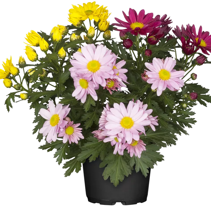 Herbst-Chrysantheme Herbst-Chrysantheme