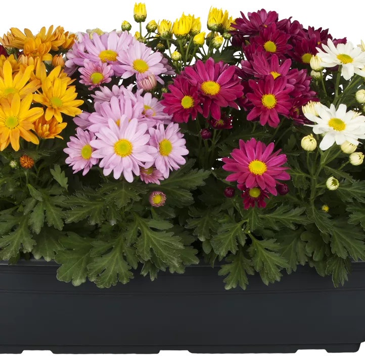 Chrysantheme 'Tricolor' Chrysantheme 'Tricolor'