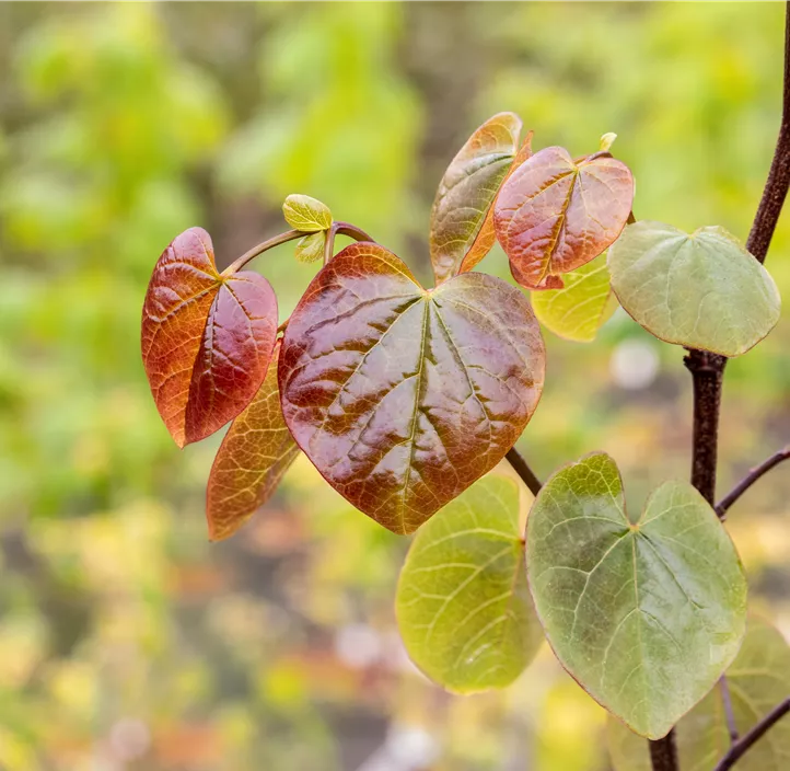 Kanadischer Judasbaum 'Merlot' Kanadischer Judasbaum 'Merlot'