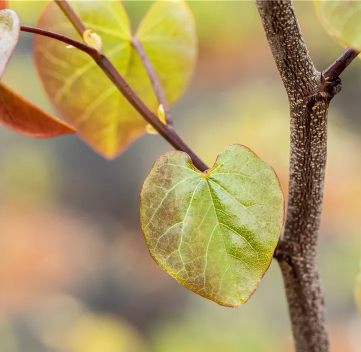 Kanadischer Judasbaum 'Merlot' Kanadischer Judasbaum 'Merlot'
