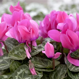 Cyclamen persicum mini