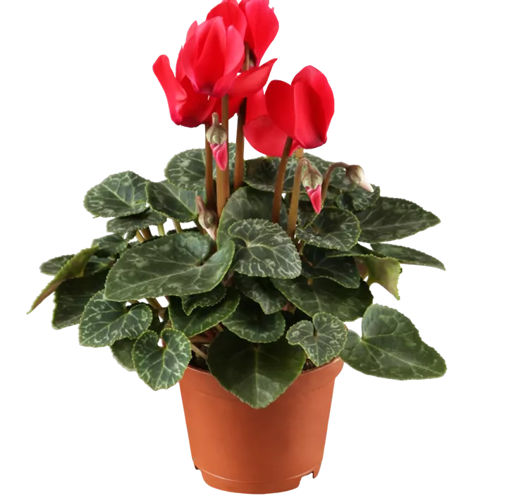 Zimmer-Alpenveilchen