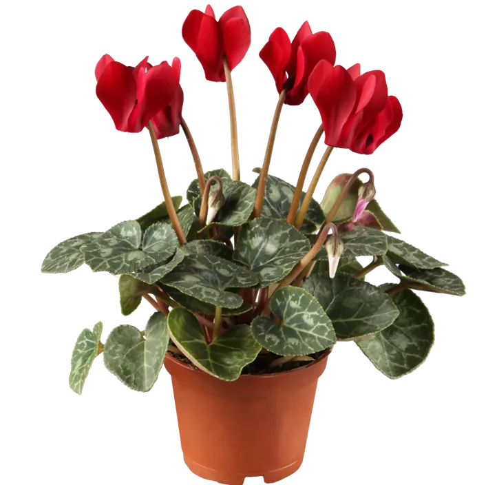 Zimmer-Alpenveilchen