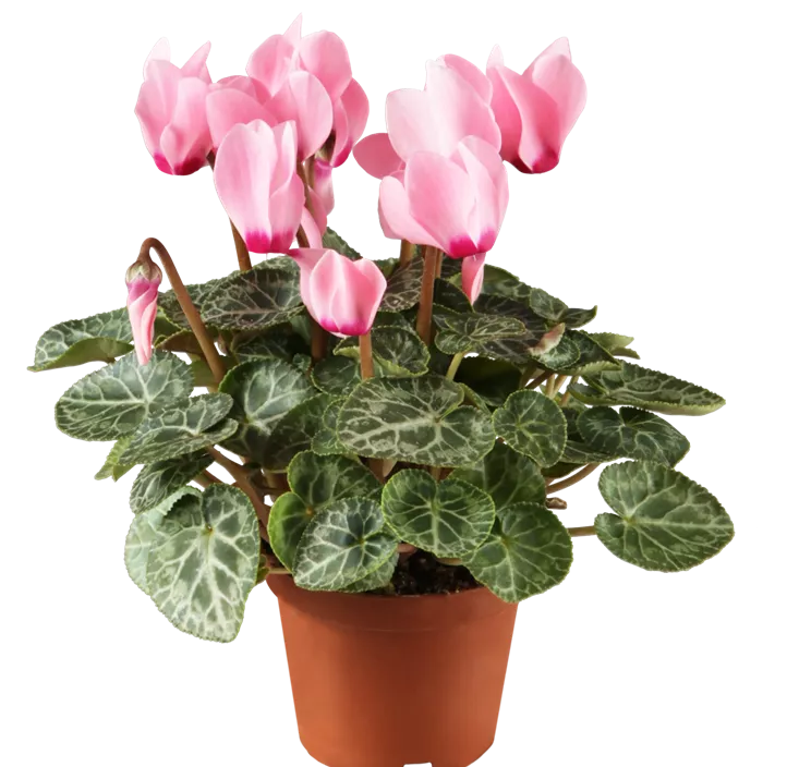 Zimmer-Alpenveilchen