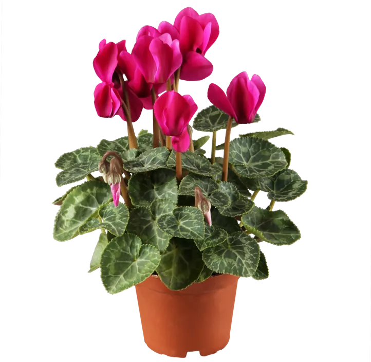 Zimmer-Alpenveilchen