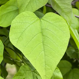 Catalpa bignonioides Nana Halbstamm