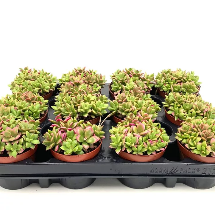 Anacampseros sunrise