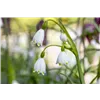 bellaflora Gartencenter GmbH