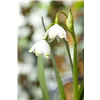 bellaflora Gartencenter GmbH