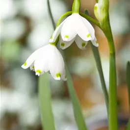 Leucojum Brides Maid