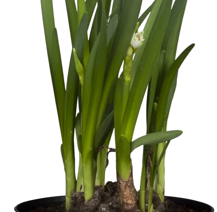 Sommer-Knotenblume Brides Maid Sommer-Knotenblume Brides Maid