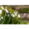 bellaflora Gartencenter GmbH