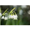 bellaflora Gartencenter GmbH