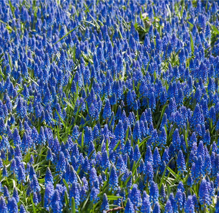 Muscari armeniacum Muscari armeniacum