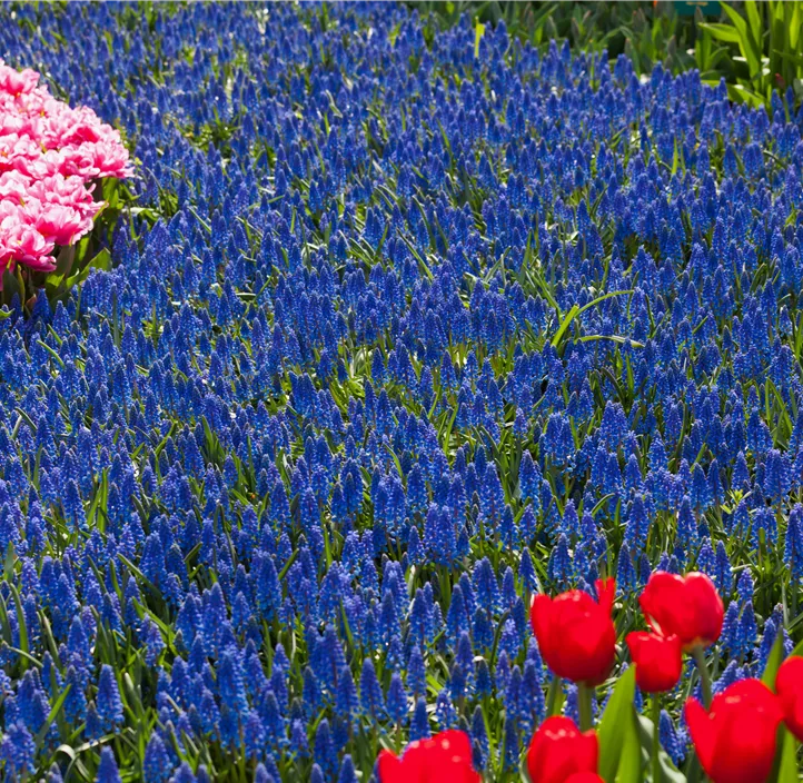 Muscari armeniacum Muscari armeniacum