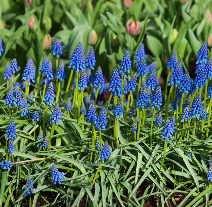 Muscari armeniacum Muscari armeniacum