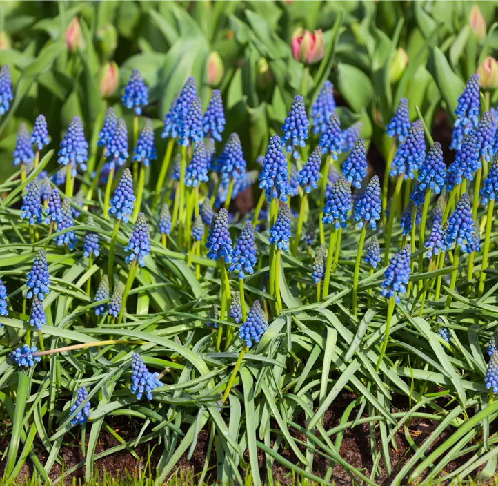 Muscari armeniacum Muscari armeniacum