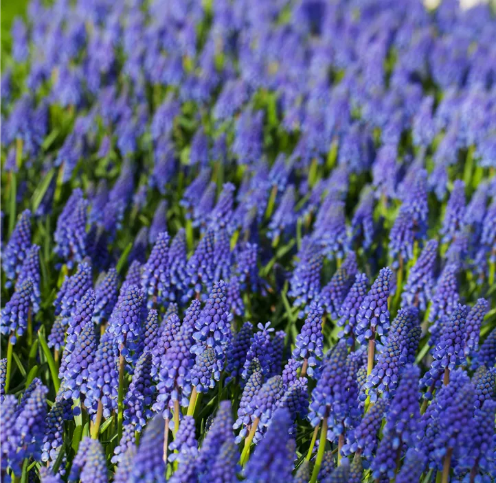 Muscari armeniacum Muscari armeniacum