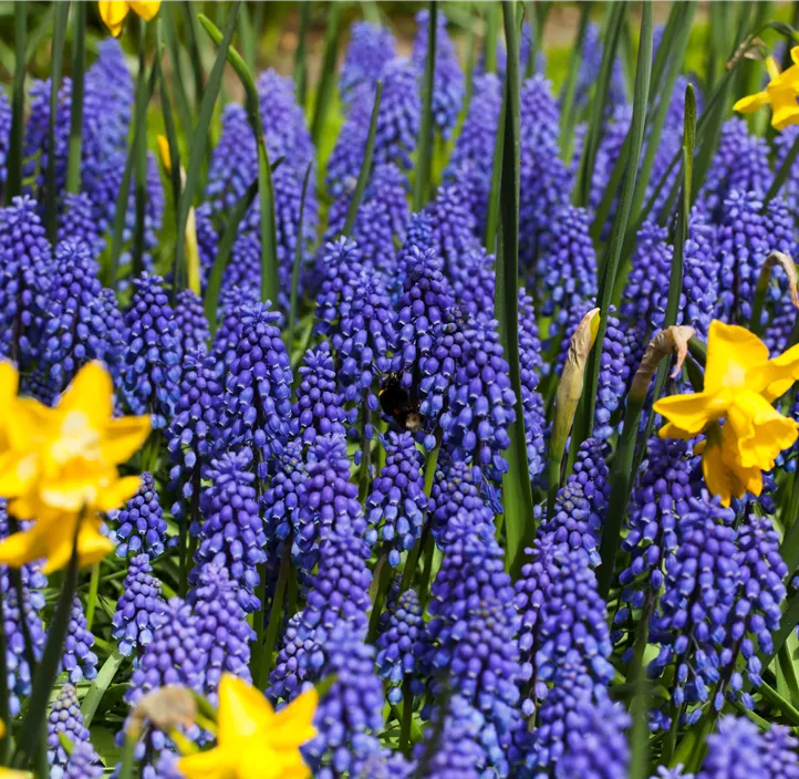 Muscari armeniacum Muscari armeniacum