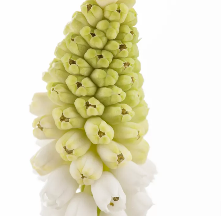 Muscari armeniacum Muscari armeniacum