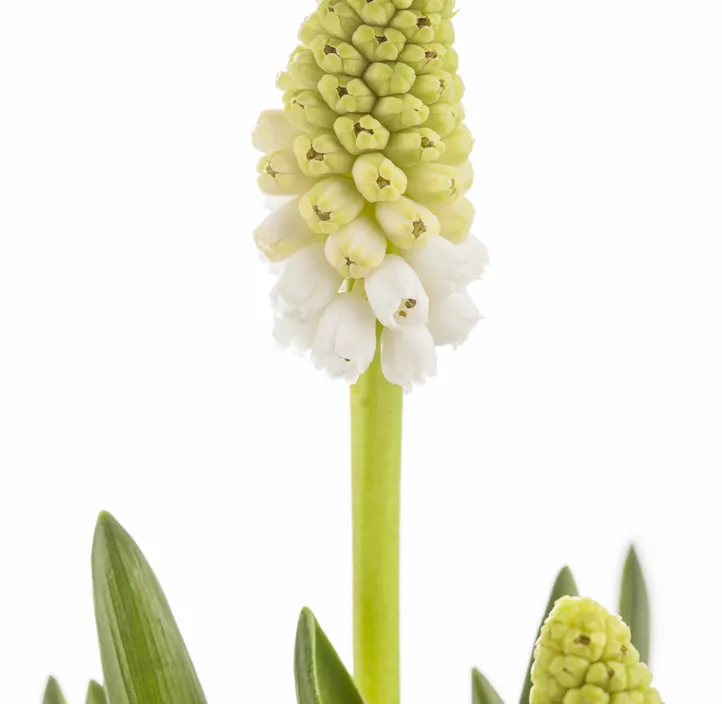 Muscari armeniacum Muscari armeniacum