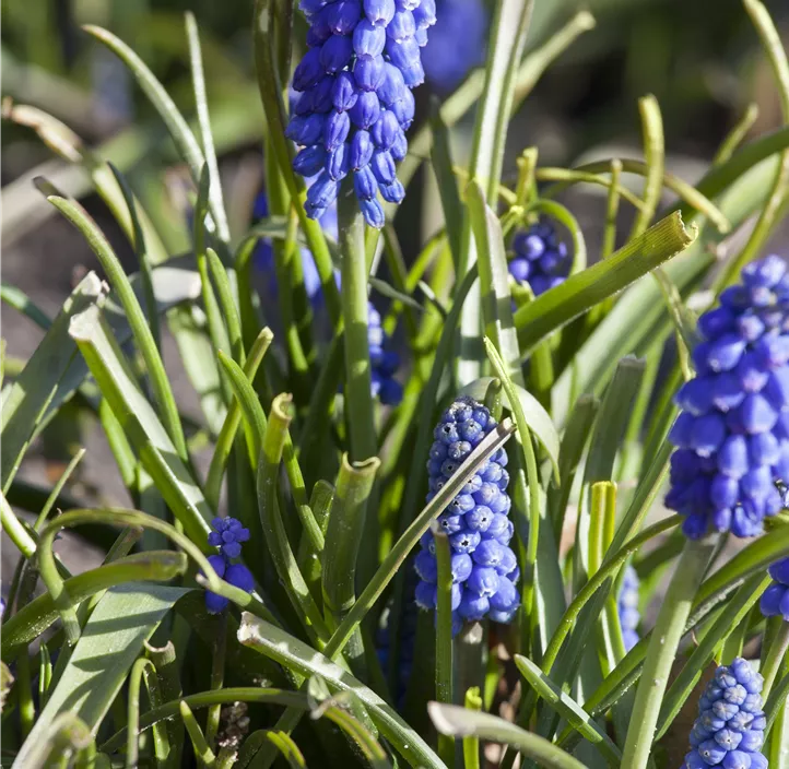 Muscari armeniacum Muscari armeniacum