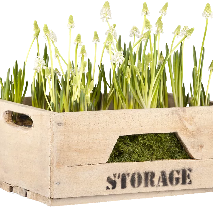 Traubenhyazinthe 'White Magic'