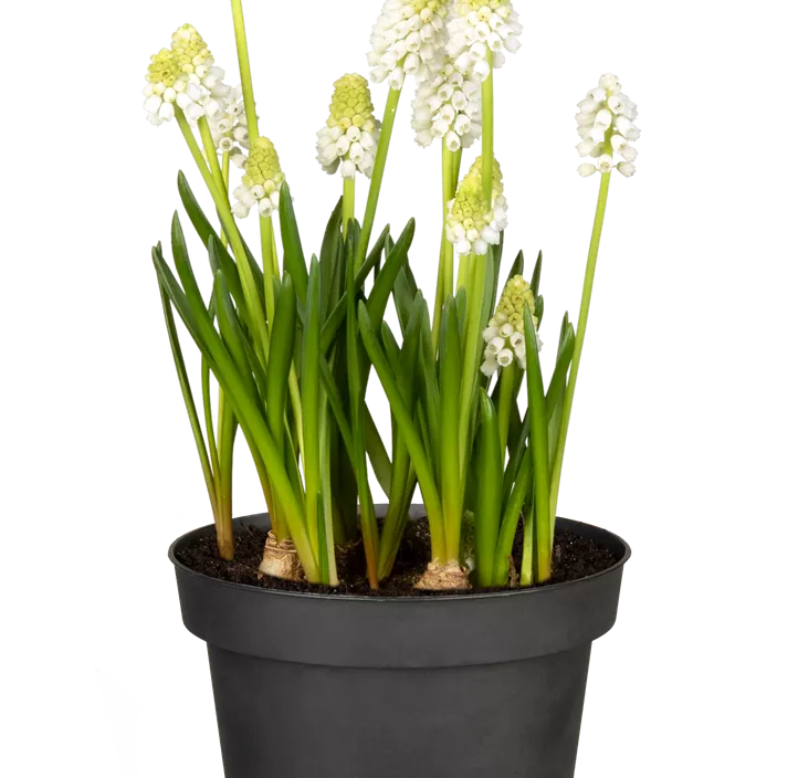 Traubenhyazinthe 'White Magic'